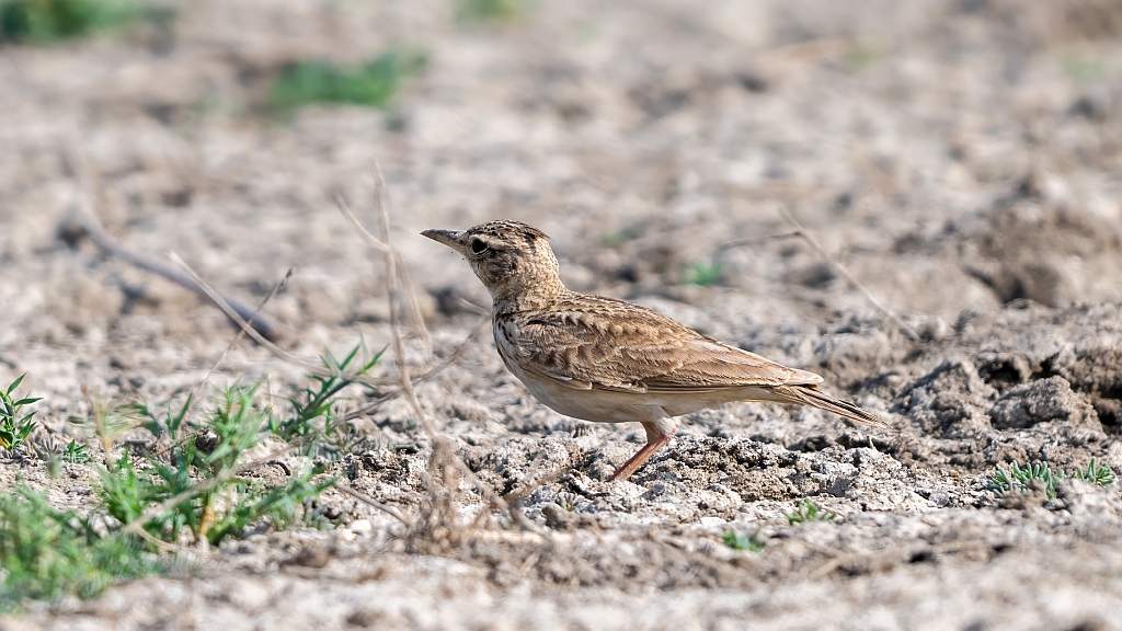 Crested Lark
